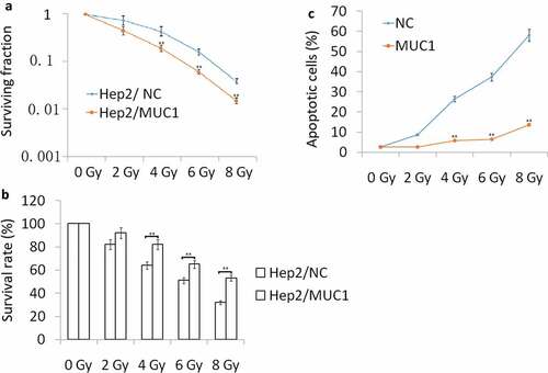 Figure 2. Increased MUC1 expression increases radioresistance in Hep2 cells. (a) Clonogenic survival of Hep2/MUC1 and Hep2/NC. (b) Viability assay of Hep2/MUC1 and Hep2/NC cells in response to radiation; (c) Cell apoptosis was detected by flow cytometry assay. **P < 0.01.