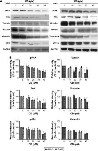 Figure 6 (A) Immunoblots of FAK-related signaling molecules. The figures shown are representative of one experiment. (B) The bar graphs show densitometric data (mean±SD) from three independent experiments.