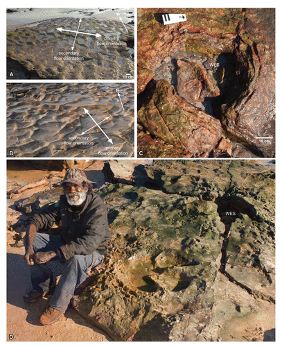 FIGURE 14. Examples of associated sedimentary structures within the Broome Sandstone in the Yanijarri–Lurujarri section of the Dampier Peninsula, Western Australia. A, ladderback ripples within outcrop of LFA-1, with two near subequal directions; B, interference ripples within outcrop of LFA-1, with one strong direction and two minor orientations; C, water escape structure (WES) in LFA-2 at UQL-DP9; D, Goolarabooloo Maja Richard Hunter alongside the topotype right pedal track of Walmadanyichnus hunteri (UQL-DP11-5) and a large water escape structure that perforates the uppermost part of LFA-1 and the track horizon of LFA-2. Numerous other W. hunteri tracks occur on this platform close to the raised water escape structure.