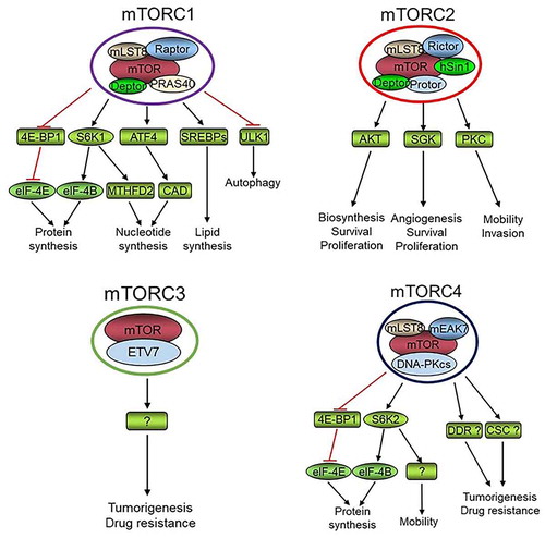 Figure 1. The identified protein complexes that are formed by mTOR kinase, and their proved or potential (labeled with “?” mark) roles and mechanisms in the regulation of physiology of normal cells or cancer cells. DDR, DNA damage response; CSC, cancer stem cell. “?” denotes an unidentified mechanism