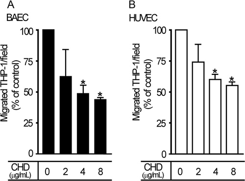 Figure 4.  CHD decreases serum-induced transmigration of THP-1 cells. Endothelial cells, added to the upper chamber of a Transwell apparatus and allowed to grow, were incubated with THP-1 cells, and transmigrating cells were subsequently identified and quantified as described in the Materials and methods. Migrant cells were counted in high-power fields. Degree of migration (% of control) is shown in bar graphs (mean±S.E., n=3, *P<0.05). A, BAECs; B, HUVECs.