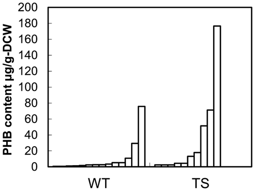 Fig. 3. P(3HB) content in transgenic tobacco BY-2 cells.Notes: WT: transformants of pRIphaC-phaB(WT), TS: transformants of pRIphaC-phaB(TS).