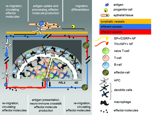 Figure 2. Schematic drawing of the splenic white pulp as the screening area for peripheral inflammation. In the periphery an antigen is taken up by an antigen presenting cell (APC). Cytokines are produced and reaches the circulation. The APC re-migrates into the spleen via the central artery. From here the blood enters the marginal sinus (MS) via the central arterioles (CA) and through open cavities between the endothelial cells surrounding the periarteriolar lymphoid sheaths (PALS) and marginal zone (MZ) circulating cells and effector molecules can enter the splenic white pulp (PALS+MZ). The antigen is presented to lymphocytes within a special microenvironment generated by the effector molecules and the proximity to local nerve fibers which are activated upon stress. The neuro-immune crosstalk itself governs local neurotransmitter- and neuropeptide release and thereby tunes the TH1/TH2 cytokine balance. Vice versa those effector molecules as well as local produced neurotransmitters and neuropeptides finally abandon the spleen via the splenic vein and re-circulate with potential effects on peripheral inflammation and potentially inflammaging.