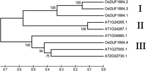 Figure 1. Phylogenetic relationship of OsDUF1664 members in rice and five DUF1664 members in Arabidopsis. Note: The unrooted tree was generated using MEGA4.0 program by the maximum-likelihood method.