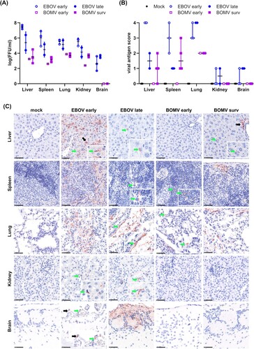 Figure 4. Organ virus and antigen loads in infected huNSG-A2 mice. (A) Viral titres in organs. VeroE6 cells were inoculated with homogenized organ samples from EBOV- or BOMV-infected huNSG-A2 mice, as indicated. Infected cells were overlaid with methylcellulose containing medium for 7 days. After fixation and permeabilization, infection foci were visualized and counted. FFU = focus forming units. (B) Immunohistochemistry of EBOV and BOMV infected mice. Fixed tissue samples from the indicated organs were sliced, processed for immunohistochemistry, and evaluated for viral antigen scoring (see Supplemental Table 1). Scores for individual animals as well as median scores are shown, with non-survivors and survivors indicated as empty circles/squares or filled circles/squares, respectively. (C) Representative tissue slices used for the evaluation of viral antigen scores. Arrows highlight viral antigen (red-brown signal), and insets show a magnification of the area. EBOV antigen was found in the liver in both hepatocytes (black arrow) and sinusoid lining cells (green arrow); in the spleen in mononuclear immune cells, where it was widespread (EBOV early) or found in scattered cells (EBOV late, green arrow); in the lung where it was abundant in interstitial mononuclear cells (EBOV early) and in perivascular interstitial mesenchymal cells (EBOV late, green arrow); in the kidney in a few stellate cells in the interstitium (green arrow); in the brain in meningeal mesenchymal cells (EBOV early, black arrow) and endothelial cells (EBOV early, green arrow) and as widespread labelling in olfactory nerve cells (EBOV late). BOMV antigen was found in the liver in periportal mesenchymal cells (BOMV survivor, black arrow) and sinusoid lining cells (green arrow); in the spleen in mononuclear cells, in single cells (BOMV early, green arrow) and subcapsular (BOMV survivor); in the lung in alveolar cells that could not be not further characterized (BOMV early, green arrow) and in interstitial immune cells or mesenchymal cells (BOMV survivor). No BOMV antigen was found in the kidney or in the brain. Scale bars indicate 50 µm.