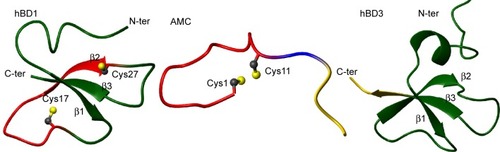 Figure 2 hBD1 (pdb code 1KJ5), AMC, and hBD3 (pdb code1KJ6) solution structures are shown on the left, in the middle, and on the right, respectively.Notes: Conformers number 1 of each NMR ensemble are shown in a ribbon representation. The backbone regions encompassing the CPIFTKIQGTC sequence are colored red on the AMC (middle) and hBD1 (left) structures, whereas the sequence RRKK is colored yellow (middle and right).Abbreviations: AMC, antimicrobial cyclic peptide; NMR, nuclear magnetic resonance; RRKK, charged C-terminal domain; N-ter, N-terminus; C-ter, C-terminus; Cys1, cysteine 1; Cys11, cysteine 11; Pdb, Protein Data Bank.