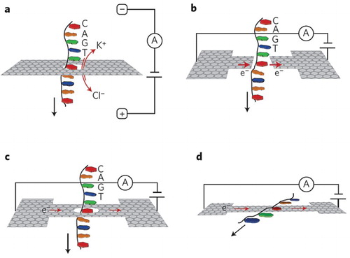 Figure 19. Four new concepts using graphene nanostructures for DNA sequencing. (a) Detection of changes in the ionic current through a nanopore in a graphene membrane due to the passage of a DNA molecule. (b) Modulations of a tunneling current through a nanogap between two graphene electrodes due to the presence of a DNA molecule. (c) Variations in the in-plane current through a graphene nanoribbon due to traversal of a DNA molecule. (d) Changes in a graphene current due to the physisorption of DNA bases onto the graphene. Reproduced from Ref. [Citation106] with permission from Nature Publishing Group.