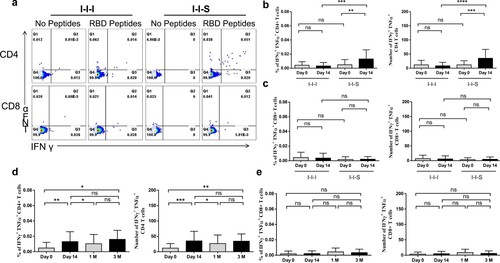 Figure 7. Cell responses after booster vaccinations. (a) Representative dot plots showing IFN-γ and TFN-α expression in CD4 + and CD8+ T cells after peptides stimulation at D14 post booster vaccination. (b) The percentages (left panel) and number/million PBMC (right panel) of IFN-γ+TFN-α+ CD4+ T cells after booster vaccination. (c) The percentages (left panel) and number/million PBMC (right panel) of IFN-γ+TFN-α+ CD8+ T cells after booster vaccination. n = 24 in I-I-I, n = 27 in I-I-S. IFN-γ+TFN-α+ CD4+ T cell response (d) and IFN-γ+TFN-α+ CD8+ T cell response at different time points post RBD recombinant subunit booster vaccination (e). n = 27 at D0 and D14, n = 23 at 1M, n = 10 at 3M. ns, not significant; *P < 0.05, **P < 0.01, ***P < 0.001, ****P < 0.0001.