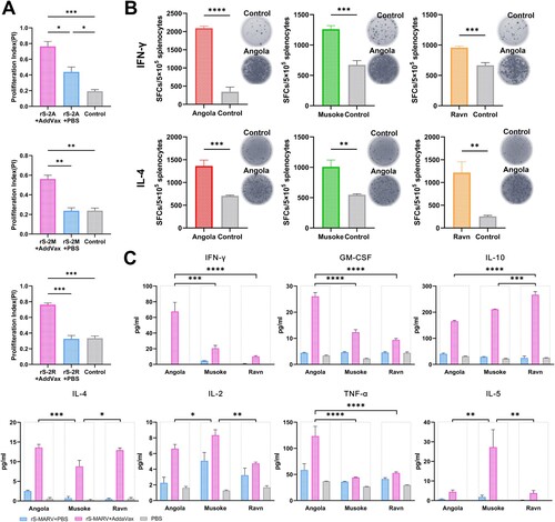 Figure 4. Cellular immunologic response to rS-MARV. One week after the last immunization, mouse spleens (n = 3/group) were collected, and spleen cells were re-stimulated with purified MARV GP. The stimulator concentration was 10 μg/ml, 10 μl per well of a 96-well plate. All samples were replicated 3 times, and data are presented as means ± SEM for each group. (A) Specific splenocyte proliferation. The CCK-8 assay was used to calculate the proliferation index. AddaVax-vaccinated mice served as negative controls. (B) The levels of IFN-γ and IL-4 secreted by splenocytes were measured using the ELISpot assay. The abscissa indicates the corresponding protein stimulus. AddaVax-vaccinated mice served as negative controls. (C) The Luminex method was used to determine cytokine levels in the culture supernatants of splenocytes. The differences in the specific secretion of cytokines by splenocytes after rS-2A, rS-2M, and rS-2R immunization were compared under the premise of considering each rS-MARV grouping. The abscissa indicates different MARV GP stimuli. Angola corresponds to rS-2A, Musoke corresponds to rS-2M, and Ravn corresponds to rS-2R. The fluorescence signals of the standards were fitted to a 5-parameter curve in Luminex200 software. RIFN−γ2 = 0.961, RGM−CSF2 = 0.992, RIL−102 = 0.998, RIL−42 = 0.926, RIL−22 = 0.950, RTNF−α2 = 0.995, RIL−52 = 0.989, 3 decimal places.