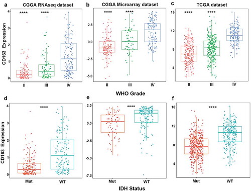 Figure 1. CD163 was significantly enriched in glioblastoma and in IDH wild-type glioma. (a, b, c) CD163 was highly expressed in glioblastoma (WHO IV) at transcription level. (d, e, f) CD163 was significantly up-regulated in IDH wild-type glioma. *** and **** represent p< 0.001 and p< 0.0001, respectively.