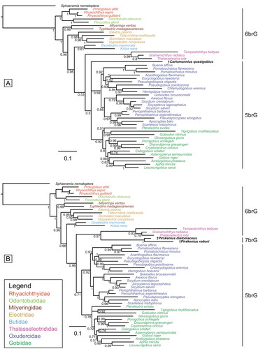 Figure 9. Results of the undated total evidence Bayesian inference analyses (50% majority-rule consensus trees). Tree based on the extant species. A, plus †Carlomonnius quasigobius (ASDSF = 0.007185). B, plus †Pirskenius diatomaceus and †Pirskenius radoni (ASDSF = 0.018613). ASDSF, average standard deviation of split frequencies between two independent runs. Values indicate posterior probabilities; scale bars depict average number of substitutions per site and character changes per character, respectively.