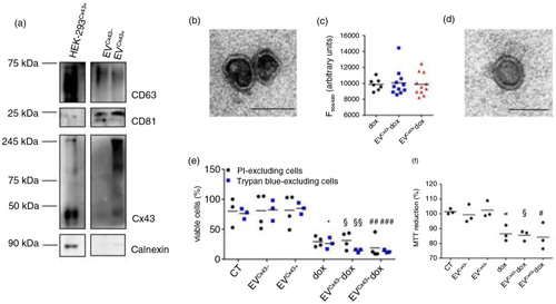 Fig. 1.  EVs loaded with dox decrease the viability of tumour cells in vitro. (a) Characterization of EVs produced by HEK-293 cells expressing or not Cx43 (EVCx43 + or EVCx43 − ) was performed by WB under non-reducing conditions. The presence of EV markers CD63 and CD81 was analysed. Calnexin was used as control for cell debris contamination. Equal amounts of protein (10 µg) from total cellular extracts from HEK-293Cx43 + were used as control. (b) Representative TEM image of EVCx43 + . Scale bars, 100 nm. (c) Ten micrograms of EVCx43 − or EVCx43 + was loaded with 100 µg dox by electroporation; not incorporated dox was washed out with PBS by ultracentrifugation. Values of EV-loaded dox (~10% EV pellet) were quantified by fluorescence detection (emission, 594 nm; excitation, 480 nm) and are depicted in the graph. Fluorescence reading of similar amounts of free dox was used as control (n = 10). (d) Representative TEM image of EVCx43 + dox after electroporation. Scale bars, 80 nm. (e) 4T1luc2 cells were treated with either 2 µM free dox or dox loaded into EVs containing or not Cx43 (EVCx43 + dox and EVCx43 − dox) for 24 h. Equal amounts of EVCx43 + or EVCx43 − were used for dox loading, and vehicle-treated cells were used as controls. Cell viability was assessed by flow cytometry analysis of propidium iodide (PI) exclusion and by counting the number of Trypan blue–excluding cells. Number of viable cells is represented as percentage of total cells (n = 3, p < 0.05 vs. CT, §p < 0.05, §§p < 0.01 vs. EVCx43 − , ##p < 0.01 ###p < 0.001 vs. EVCx43 + ). (f) Metabolic activity was assessed by MTT reduction (n = 3, *p < 0.05 vs. CT, §p < 0.05 vs. EVCx43 − , #p < 0.05 vs. EVCx43 + ).