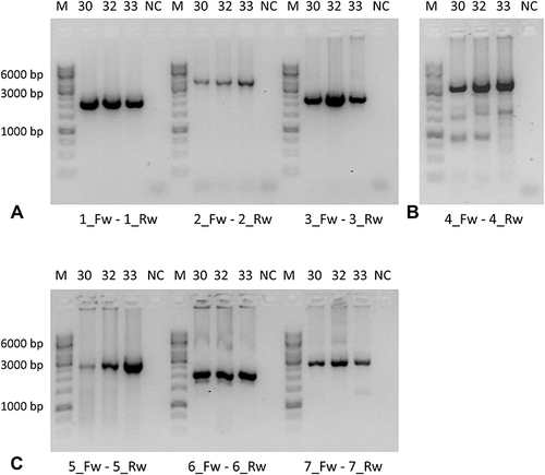 Figure 2 Visualization of PCR products of the seven primer pairs amplifying full-length CYP2E1 gene for the test samples (n=3) by agarose gel electrophoresis. (A) PCR products of the primer pairs Nr. 1, 2 and 3. (B) PCR products of the primer pair Nr. 4. (C) PCR products of the primer pairs Nr. 5, 6 and 7. Names of the primer pairs used to generate the PCR fragments are indicated. M – DNA molecular weight marker GeneRuler 1 kb DNA ladder (Thermo Fisher Scientific Baltics, UAB, Lithuania); size of the three reference bands (6000, 3000 and 1000 bp) is indicated; 30, 32 and 33 – test DNA samples.