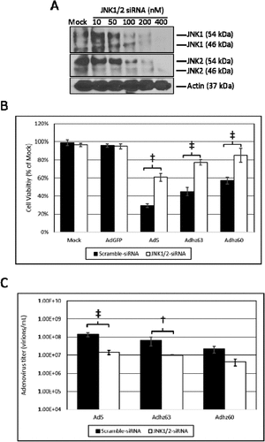 Figure 5. The effect of JNK expression upon A549 cell oncolysis and oncolytic Ad replication. (a) The concentration of JNK1/2-siRNA that efficiently repressed JNK1 and JNK2 expression was determined at 48 h by Western blot analysis using JNK1 and JNK2 selective antibodies. (b) The effect of JNK1/2-siRNA upon cell viability was assessed using crystal violet staining. Statistical analysis was performed by one-way ANOVA using Tukey’s post-test for multiple comparisons. (c) The effect of JNK1/2-siRNA upon Ad replication was assessed via the TCID50 method. Statistical analysis was performed by one-way ANOVA using Tukey’s post-test for multiple comparisons. † indicates p-value < 0.01, ‡ indicates p-value < 0.001.