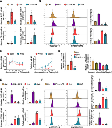 Figure 2 LINC00998 expression is remarkably enhanced in LPS-induced M1 macrophages and downregulated in IL-4, IL-13, and OVA-induced M2 macrophage. (A) qRT-PCR analysis demonstrates the levels of iNOS, CD80, CD206, and ARG1 in LPS-triggered M1 and IL-4 + IL-13-triggered M2 THP-1 cells. (B) The flow cytometry analysis exhibits the surface expression of CD80 and CD206 in LPS-triggered M1 and IL-4+ IL-13, and OVA (500 μg/mL)-triggered M2 THP-1 cells. (C) qRT-PCR analysis shows the LINC00998 levels in THP-1 cells exposed to varying concentrations of OVA (50–500 μg/mL) for 48 hours. The internal control was set as β-actin. (D) qRT-PCR analysis shows the relative RNA expression of LINC00998 in THP-1 cells treated with LPS, IL-4+ IL-13, and various concentrations of OVA (50–500 μg/mL) for 48 hours. (E) qRT-PCR shows the relative expression of the mRNA of iNOS, CD80, CD206, and ARG1 in LPS-triggered M1 and IL-4+IL-13, and OVA (500 μg/mL)-triggered M2 human macrophages. β-actin was used as an internal control. (F) The flow cytometry analysis shows the surface expression of CD80 and CD206 in LPS+IFN-γ-induced M1 human primary macrophages and IL-4 and OVA (500 μg/mL)-induced M2 human primary macrophages. qRT-PCR analysis shows the LINC00998 levels in human primary macrophages treated with IFN-γ, IL-4, and OVA (500 μg/mL) for 48 hours. β-actin served as an internal control. The format of mean ± SEMs from at least 3 independent experiments is utilized for presenting the data. *p <0.05, **p <0.01, ***p <0.001, #No significance.