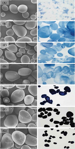 Figure 1. Scanning electron micrographs (left: 1000×) and light micrographs (right: 20×) of native (NPS) and cross-linked potato starches (CLPS) prepared with different STMP/STPP concentrations. (a) NPS, (b) CLPS-0.0125, (c) CLPS-0.025, (d) CLPS-0.05, (e) CLPS-0.5, (f) CLPS-5, and (g) CLPS-10.