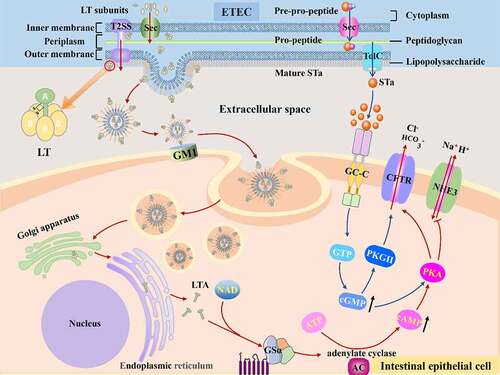 Figure 3. The mechanisms of disease caused by ETEC. Once ETEC established in the small intestinal epithelia via CFs, subsequent efficient enterotoxins delivery activity begins. The ST and LT of ETEC activate adenylyl and guanylate cyclase lead to high level of cAMP and cGMP, which stimulates water and electrolytes secretion in the intestinal lumen.