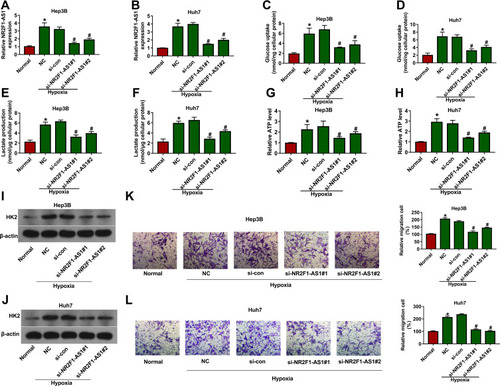 Figure 2 The effect of NR2F1-AS1 on hypoxia-induced glycolysis and migration in HCC. NR2F1-AS1 expression (A and B), glucose uptake (C and D), lactate production (E and F), ATP level (G and H), HK2 protein level (I and J) and migration (K and L) were detected in Hep3B and Huh7 cells with transfection of si-con, si-NR2F1-AS1 #1 or #2 under hypoxic condition via qRT-PCR, specific kit, Western blot and transwell assay. NC: non-transfected group; Normal: normoxic condition. *P<0.05 versus normal group, #P<0.05 versus si-con group.