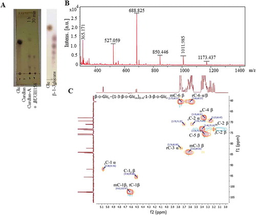 Figure 5. Generation of different β-1, 3- oligosaccharides (β-1, 3-OSs) and characterization. (a) Generation of β-1, 3-OSs and final product after purification on thin layer chromatography. (b) MALDI-TOF mass spectrum analysis of purified β-1, 3-OSs. All masses were observed with sodium attached molecular mass [M+ Na]+. (c) 1H-13C heteronuclear single quantum coherence spectroscopy of purified β-1, 3-OSs.