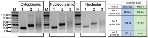 Figure 2. RT-PCR analysis. RNA was isolated from nucleolar, nucleoplasmic and cytoplasmic fractions and subjected to RT-PCR with the primers indicated in the box.