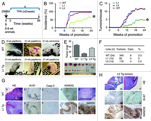 Figure 4. NanogP8 expression unexpectedly inhibits tumor development. (A) Two-stage skin carcinogenesis timeline. (B and C) Graphs depicting tumor incidence (B) and multiplicity (C). *P < 0.0001 for both (B and C) (χ2 test). (D) Representative images of mice bearing papillomas or carcinomas. (E) Tumors developed in the L1 Tg animals were significantly smaller. All tumors in each group were harvested at study’s conclusion (i.e., the end of 26 wk) and weighed. The line 1 papillomas were roughly one-third the mass of those induced in WT or L3 mice (P < 0.01). Shown below were representative images of WT (top) and L1 tumors. (F) Table depicting total tumor burden by line. WT papillomas converted to squamous cell carcinomas at ~2%, similar to the conversion rate seen in L3 animals. Papillomas in L1 mice did not progress to carcinomas. (G) Histological characterizations of tumors in WT and L1 animals. Shown are representative images of papilloma (a) and carcinoma (e) in WT or well-differentiated papilloma only (f) in L1 animals. Shown are also IHC staining of Ki-67, caspase-3, and NanogP8. Original magnifications: ×200 (for c, h, and j) or ×40 (the rest) (H) Histological and IHC characterizations of tumors arising in L3 animals (a-c, ×40; d–f, ×100).