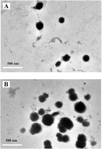 Figure 3. Transmission electron micrograph of (A) FC-NPs and (B) CFC-NPs.Figura 3. Micrografía electrónica de transmisión de (A) FC-NPs y (B) CFC-NPs.