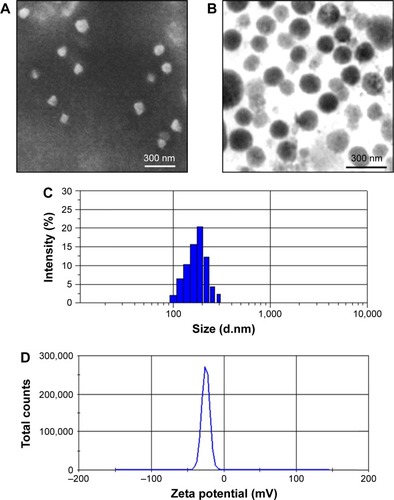 Figure 2 Morphology characterization.Notes: SEM (A) and TEM (B) images of PTX-GHP-VEGF. Particle size (C) and zeta potential (D) distribution of PTX-GHP-VEGF.Abbreviations: SEM, Scanning electron microscopy; TEM, transmission electron microscopy; PTX, paclitaxel; VEGF, vascular endothelial growth factor; GHP, GO-HSA-PEG.