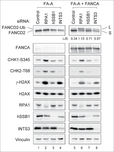 Figure 6. RPA1 depletion induces higher level of γ-H2AX in FA pathway deficient cells. FANCA deficient (GM6914) and isogenic corrected (GM6814+FANCA) cells were transfected with indicated siRNAs. Whole-cell lysates were prepared 72 hr after transfection and analyzed with indicated antibodies. The FANCD2-Ub: FANCD2 ratios (L: S) are indicated below each sample. Each pair of images was collected using the same exposure time for the comparison from identical gel.