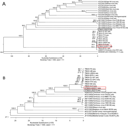 Figure 9. Phylogenetic relationships of the flaviviruses in Ntaya virus serogroup. The multiple sequence alignments were obtained by CLUSTAL alignment algorithm and trees were constructed by the neighbour-joining method. The length of the branches represents the distance between sequence pairs. Bootstrap support values, given as a percentage of 1000 replicates, are shown. DTMUV-AH2011 and DTMUV-JS2010 are surrounded by black boxes. The latter was also isolated by us. (A) The phylogenetic relationships of the partial E gene in Ntaya virus serogroup; (B) The phylogenetic relationships of the partial NS5 gene in Ntaya virus serogroup. The GenBank accession number for the TMUV-JS2010 is under application.