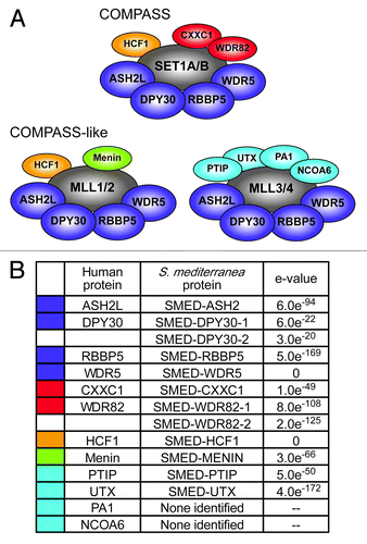 Figure 6. Identification of planarian COMPASS proteins. (A) Human COMPASS and COMPASS-like complexes. SET1/MLL family members (shown in gray) act in complex with other proteins. Core subunits common to all COMPASS and COMPASS-like complexes are shown in dark blue. Complex-specific subunits are color-coded by complex: red, SET1/COMPASS complex; orange, SET1/COMPASS and MLL1/2 COMPASS-like complexes; green, MLL1/2 COMPASS-like complex; light blue, MLL3/4 COMPASS-like complex. (B) S. mediterranea homologs of COMPASS proteins. Color-coding matches that in A. e-values are for reciprocal protein blast of the predicted full-length planarian protein against the top human hit in the NCBI non-redundant protein sequence database.