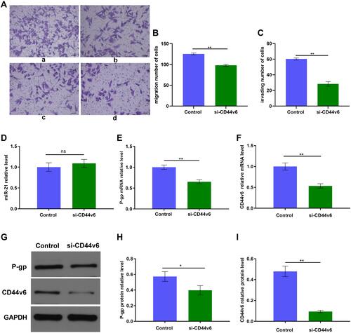 Figure 6 siRNA knockdown of CD44v6 expression in SKOV3/DDP cells. (A) Migration and invasion of SKOV3/DDP cells, a: Control group, b: si-CD44v6 group; (B) and (C)Quantification of migrating and invading cells, c: Control group, d: si-CD44v6 group; qRT-PCR and Western blot detected (D) miR-21 expression level, (E) P-gp mRNA expression level, (F) CD44v6 mRNA expression level, (G) P-gp and CD44v6 Protein expression levels. (H) and (I) Gray value analysis of CD44v6 and P-gp protein bands. *P<0.05; **P<0.01.