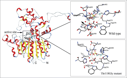 Figure 1. Molecular model of the alkaline phosphatase CmAP (left) and atomic structure of the wild type CmAP active center (above) and its mutant Tre118Gly (below) in silico generated with program MOE 2012.10.Citation47 The coordinates of the metal ions produced by superposition model CmAP with crystal structure of VAP (PDB: 3E2D). Water is shown as red sphere. Metal ions Zn2+ and Mg2+ were shown as blue and brown spheres, respectively. Hydrogen bonds were shown as discrete lines. The residues Tre118 (above) and Gly118 (below) were shown as full and empty cursor, respectively.