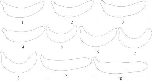 APPENDIX 2 10 tested bananas (Musa AAA cavendish) for validation experiments (banana shape: 1, 2, 3, 4 are slightly curved; 5, 6, 7, 8 are curved; and 9, 10 are end-straight).