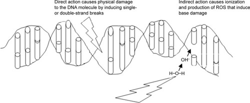 Figure 3 Ionizing radiation affecting DNA, either physically to cause strand breaks or indirectly via ion production to cause base damage.