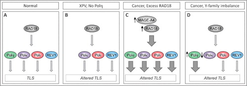 Figure 1. Imbalanced expression/ activity of RAD18 and Y-family DNA polymerases dictates choice of TLS polymerases and can influence replication fidelity and genome stability. (A) In normal cells TLS polymerases are activated sparingly and used selectively to minimize error-prone DNA synthesis and ensure genome stability. (B) In XPV cells lacking functional Polh, compensatory bypass of Polh-cognate lesions by inappropriate DNA polymerases leads to mutagenesis. (C) In many cancer cells RAD18 is expressed at high levels (sometimes owing to stabilization by its binding partner MAGE-A4), leading to increased TLS pathway activation. It is not known whether all Y-family DNA polymerases are equally dependent on RAD18 for activation. Differential activation of Y-family TLS polymerases by over-active RAD18 would constitute a mechanism of imbalance and altered TLS. (D) Over-expression or reduced expression of individual TLS polymerases has been reported in many cancers and represents another mechanism of TLS pathway imbalance and mutagenesis.