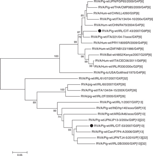 Fig. 6.  Neighbour-joining phylogeny of rotavirus A VP4 gene for genotypes P[6] and P[13]. Isolates from this study are indicated with a filled circle ().