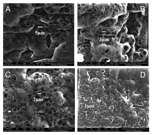 Figure 10. Influence of FTC on pore size of the cryogel (A) 3 FTC, (B) 5 FTC, (C) 7 FTC and (D) 9 FTC.