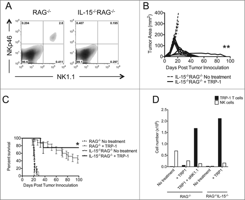 Figure 5. Tumor therapy is enhanced in IL-15−/−RAG−/− mice. (A) Splenocytes from each indicated experimental group were harvested at day 21 post tumor inoculation and analyzed for the presence of NK cells and pre-mNK cells. (B) IL-15−/−RAG−/− mice were inoculated subcutaneously with 3×105 B16.F10 on day 0 and left untreated or received ACT of 5×104 TRP-1-specific CD4+ T cells. Tumor area as a function of time for each replicate of each experimental group is plotted. Compared to RAG−/− historical controls, **, p < 0.0001. (C) Percent survival for each of the aforementioned experimental groups was plotted as a function of time post tumor inoculation. Survival differences between RAG−/− and IL-15−/−RAG−/− treated with TRP-1 cells are significantly different, *, P < 0.05. (D) Absolute cell numbers of TRP-1 CD4+ T cells and NK cells from individual groups (RAG−/− vs. IL-15−/−RAG−/−) as shown 7 d after adoptive T cell transfer.