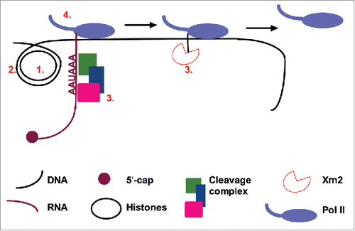Figure 1. Factors that may affect transcription termination efficiency. 1) Histone acetylation and 2) other chromatin modifications can affect Pol II elongation rate. As Pol II pausing is associated with transcription termination, Pol II elongation rate may affect the efficiency of termination. Further, modification of 3) factors involved in cleavage and polyadenylation or in downstream events, and 4) Pol II itself could affect the efficiency of transcription termination.