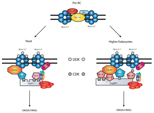 Figure 1 Replication origins are licensed after the loading of MCM2–7 helicase complexes. This process is conserved in all eukaryotes and requires the action of Cdt1 and Cdc6, which are recruited in G1-phase together with Orc1–6 (pre-RC). In S-phase, active CDKs and DDKs allow MCMs activation thanks to the recruitment of Cdc45 and other additional factors to the pre-RC. In yeast, Sld2 and Sld3 are the main CDK targets required for this step; they both interact with Dpb11 leading to Cdc45 recruitment and origin firing. In higher eukaryotes different Sld2/3 like-proteins (pentagons) are involved in this step. In particular, Gemc1 is phosphorylated by CDK and interacts with TopBP1 for the recruitment of Cdc45.