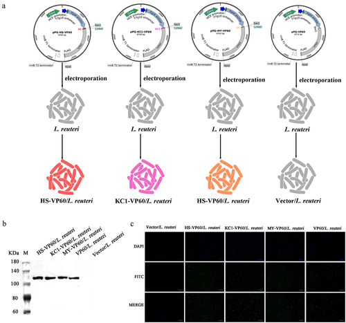 Figure 5. Characterization of expressed proteins in L. reuteri. (a) Schematic representation of the construction of recombinant plasmids: pPG-HS-VP60, pPG-KC1-VP60, pPG-MY-VP60, and pPG-VP60. (b) Verification of expressed VP60 protein in L. reuteri through western blotting. The primary antibody used was mouse anti-Flag monoclonal antibody. (c) Visualization of expressed proteins in Lactobacillus via fluorescence microscopy. The fluorescence signals confirm the presence of HS-VP60/L. reuteri, KC1-VP60/L. reuteri, and MY-VP60/L. reuteri.