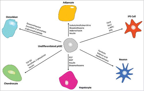 Figure 2. Multilineage differentiation abilities of pASCs. Major typical reagents are specified for each pathway. pASCs have been shown to be able to differentiate into adipocytes, osteoblasts, chondrocytes, hepatocytes, and neurons, as well as being able to be reprogrammed into induced pluripotent stem cells.