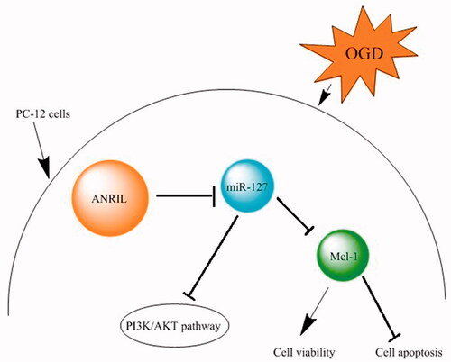 Figure 8. The protective effects of ANRIL in PC-12 cells.