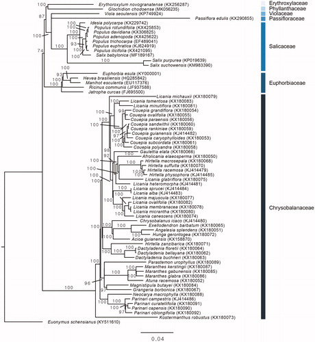 Figure 1. The phylogenetic tree based on 65 protein coding genes from 69 species of Malpighiales and one outgroup.