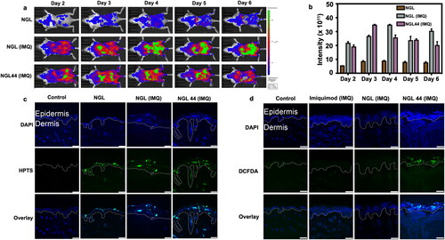 Figure 6. Chitosan nanogels for delivering alkyl radical to mouse skin: (a) topical visualization of NGL and NGL44 presence on mouse back skin employing IVIS in healthy and psoriasiform models; (b) the fluorescence intensity measured from IVIS; (c) confocal visualization of nanogels on the dissected skin section; (d) confocal visualization of alkyl radical on the dissected skin section. Scale bar represents 75 μm. The white lines indicate the epidermal–dermal junction in (c) and (d). All data are expressed as mean and SEM (n = 6). IVIS: in vivo imaging system; SEM: scanning electron microscopy.