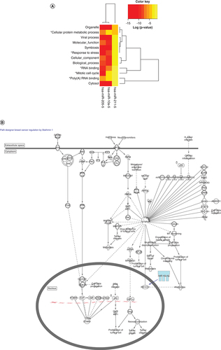 Figure 3. Cellular process and pathway analysis reveals breast cancer associated mechanisms.DIANA TargetScan gene ontology analysis (A) and Ingenuity Pathway Analysis (B) reveal mechanisms associated with breast cancer metastasis, invasion, motility and regulation.*Processes that are associated with cancer.Figure 3A is adapted from [Citation67] and Figure 3B is adapted from Ingenuity Pathway Analysis Software version 51963813.
