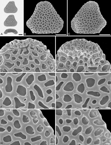 Figure 3. Light microscopy (LM) (A) and scanning electron microscopy (SEM) (B–I) micrographs of Sclerosperma protomannii sp. nov. (holotype: IPUW 7513/223). A. Pollen grain in polar view (upper in high focus and middle in optical cross-section) and equatorial view (lower). B. Pollen grain in polar view, distal side. C. Pollen grain in polar view, proximal side. D. Close-up of apex with aperture, distal side. E. Close-up of apex, proximal side. F. Close-up of central polar area, distal side. G. Close-up of central polar area, proximal side. H. Close-up of interapertural area, distal side. G. Close-up of interapertural area, proximal side. Scale bars – 10 µm (A–C), 1 µm (D–I).