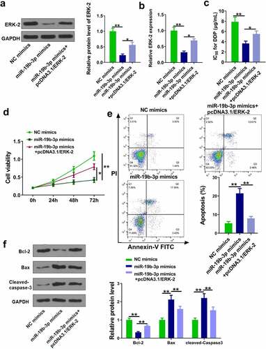 Figure 5. MiR-19b-3p reduces DDP resistance of CM cells. (a, b) ERK-2 expression was measured by Western blot and RT-qPCR. (c) IC50 values in OCM-1/DDP cells after transfection was measured. (d, e) OCM-1/DDP cell viability and apoptosis. (e, f) Bcl-2, Bax, and cleaved-caspase-3 expression. **P < 0.01, *P < 0.05; n = 3.