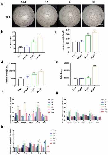 Figure 3. Effects of ICA on promoting angiogenesis of EA.hy926. (a)After treated by 2.5, 5 and 10 μM of ICA, the angiogenetic ability was detected by tube formation assays at 24 h. (b) Node number, (c)master segments length (d)meshed area and (e) Tube length were measured in each group. The expression levels of VEGFA, VEGFR2, ANGI, ANGII and Tie2 of group (f)2.5 μM, (g)5 μM and (h)10 μM were determined by qPCR