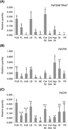 Figure 4. Quantitative reverse transcription (qRT)-PCR analyses of FeF3G6″RhaT (A), FeCHS (B), and FeCHI (C) in several organs of common buckwheat.qRT-PCR analyses were performed using total RNA extracted from flowers [floral bud (FLB); flowering stage (FL)], immature seed (ImS), leaves [leaf bud (LB); primary leaf after development (YL); matured leaf (ML)], cotyledons [2–3 days (Cot 3d); 2 weeks (Cot 2wk) after sowing], hypocotyl [2–3 days after sowing (Hyp 3d)], stem [red part near the root (St)], and young root from seedling (YR). Transcript levels were estimated via the ddCt method based on the second derivative maximum and are shown relative to that of glyceraldehyde-3-phosphate dehydrogenase (gapdh), with three biological replicates (average ± SD). Statistical analyses were performed with Tukey’s test; different letters above the error bars indicate significant differences (p < 0.05).